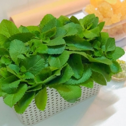 Top 7 Cây Thuốc Nam Chữa Ho Cảm Mạo