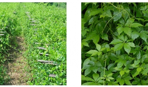 CÂY THUỐC QUÝ GIÚP PHÒNG NGỪA & HỖ TRỢ ĐIỀU TRỊ BỆNH TIỂU ĐƯỜNG - MỠ MÁU - CAO HUYẾT ÁP