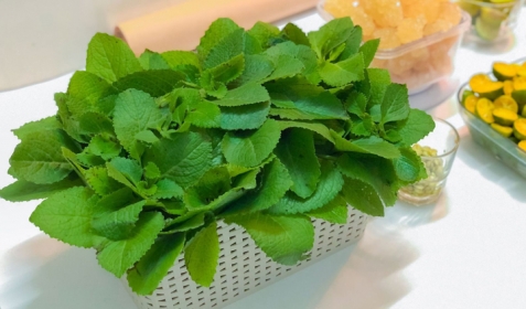 Top 7 Cây Thuốc Nam Chữa Ho Cảm Mạo