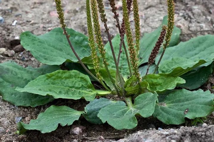 C&acirc;y m&atilde; đề