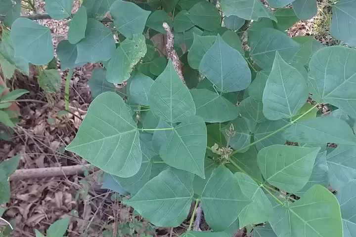 L&aacute; v&ocirc;ng