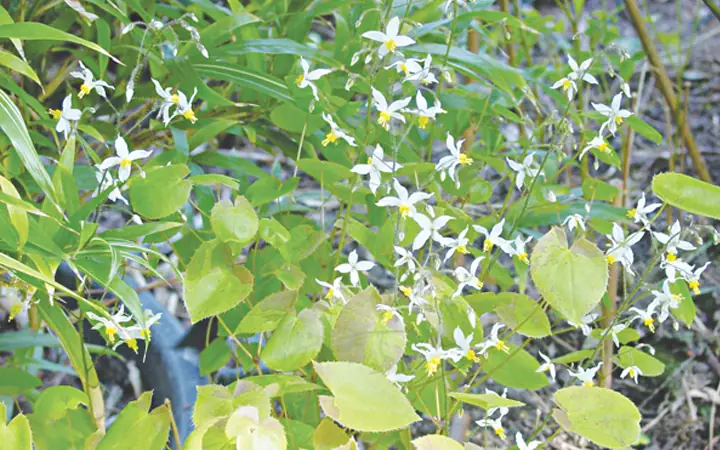 C&acirc;y d&acirc;m dương hoắc